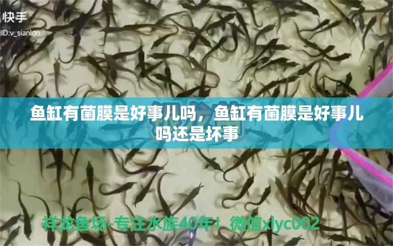 魚(yú)缸有菌膜是好事兒?jiǎn)?，魚(yú)缸有菌膜是好事兒?jiǎn)徇€是壞事 黃金達(dá)摩魚(yú)