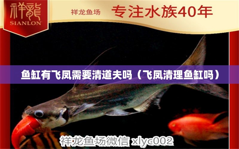 魚缸有飛鳳需要清道夫嗎（飛鳳清理魚缸嗎）