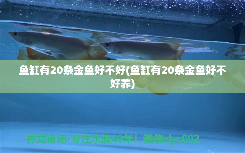 魚缸有20條金魚好不好(魚缸有20條金魚好不好養(yǎng)) 印尼四紋虎 第1張