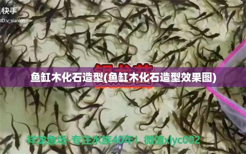 魚缸木化石造型(魚缸木化石造型效果圖) 高背金龍魚 第1張