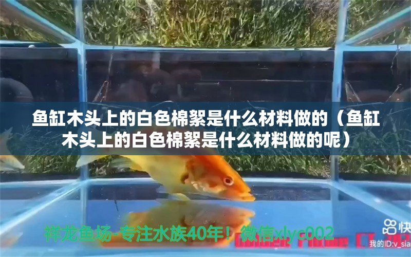 魚缸木頭上的白色棉絮是什么材料做的（魚缸木頭上的白色棉絮是什么材料做的呢）