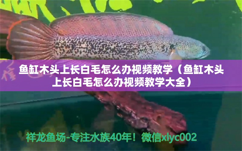 魚缸木頭上長白毛怎么辦視頻教學（魚缸木頭上長白毛怎么辦視頻教學大全）