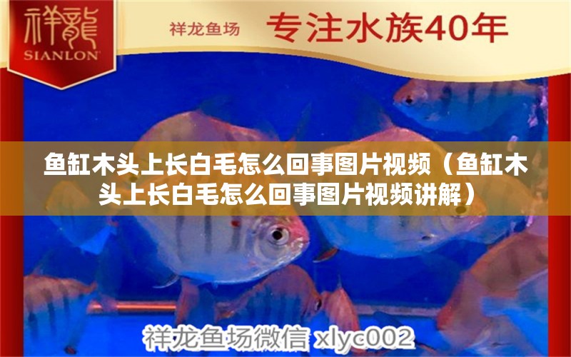 魚缸木頭上長白毛怎么回事圖片視頻（魚缸木頭上長白毛怎么回事圖片視頻講解）