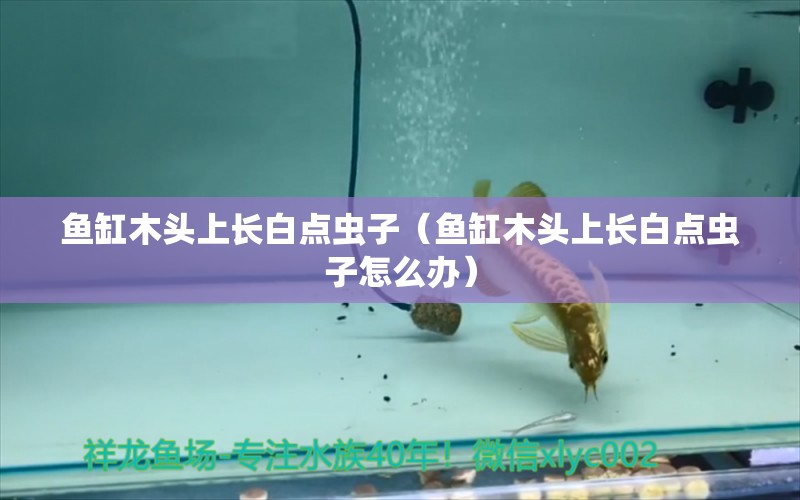 魚缸木頭上長白點蟲子（魚缸木頭上長白點蟲子怎么辦）