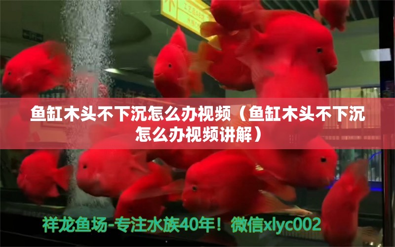 魚缸木頭不下沉怎么辦視頻（魚缸木頭不下沉怎么辦視頻講解）