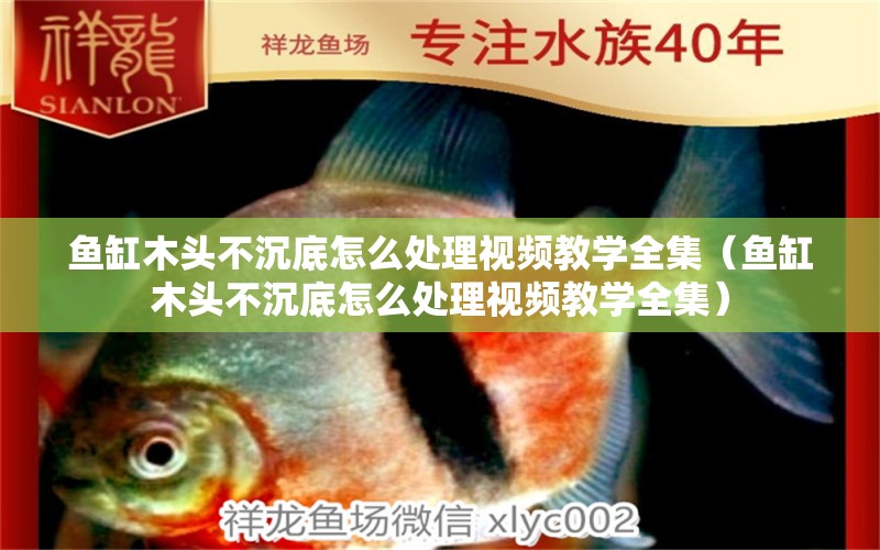 魚缸木頭不沉底怎么處理視頻教學(xué)全集（魚缸木頭不沉底怎么處理視頻教學(xué)全集）