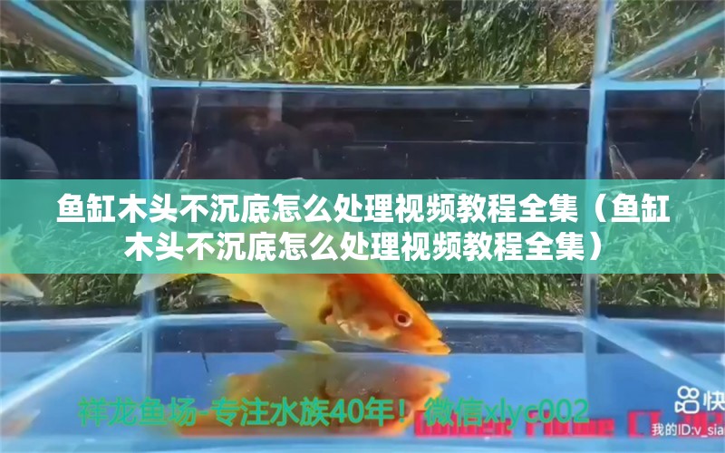 魚缸木頭不沉底怎么處理視頻教程全集（魚缸木頭不沉底怎么處理視頻教程全集）