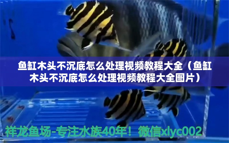 魚缸木頭不沉底怎么處理視頻教程大全（魚缸木頭不沉底怎么處理視頻教程大全圖片）