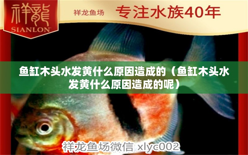 魚缸木頭水發(fā)黃什么原因造成的（魚缸木頭水發(fā)黃什么原因造成的呢） 其他品牌魚缸