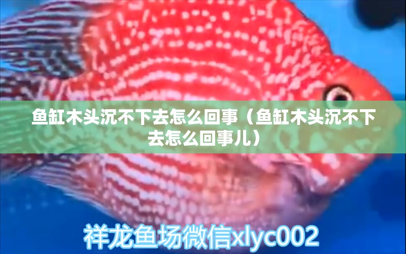 魚缸木頭沉不下去怎么回事（魚缸木頭沉不下去怎么回事兒）