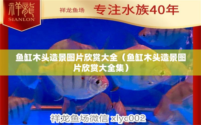 魚(yú)缸木頭造景圖片欣賞大全（魚(yú)缸木頭造景圖片欣賞大全集）