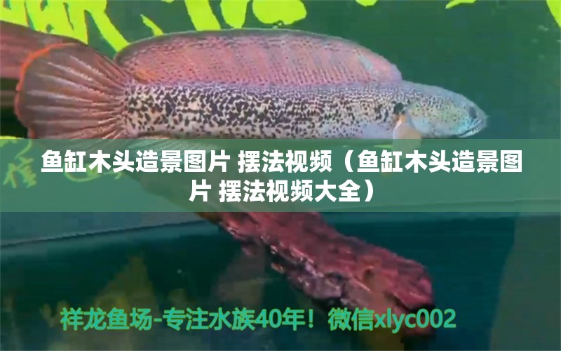 魚缸木頭造景圖片 擺法視頻（魚缸木頭造景圖片 擺法視頻大全）