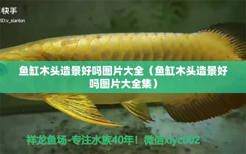 魚缸木頭造景好嗎圖片大全（魚缸木頭造景好嗎圖片大全集）