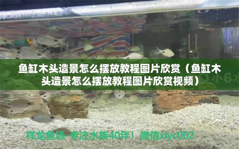 魚缸木頭造景怎么擺放教程圖片欣賞（魚缸木頭造景怎么擺放教程圖片欣賞視頻）