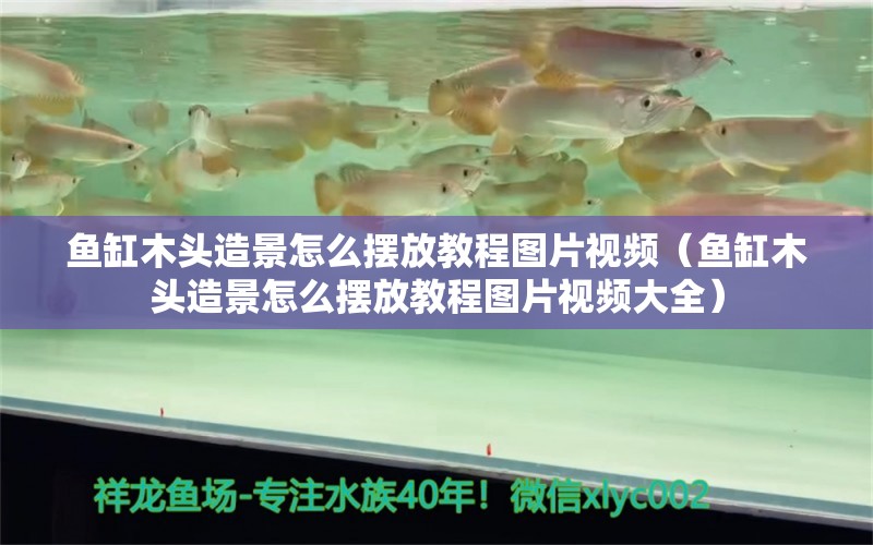 魚缸木頭造景怎么擺放教程圖片視頻（魚缸木頭造景怎么擺放教程圖片視頻大全）