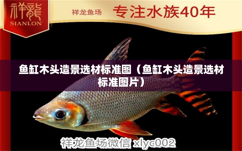 魚(yú)缸木頭造景選材標(biāo)準(zhǔn)圖（魚(yú)缸木頭造景選材標(biāo)準(zhǔn)圖片） 其他品牌魚(yú)缸