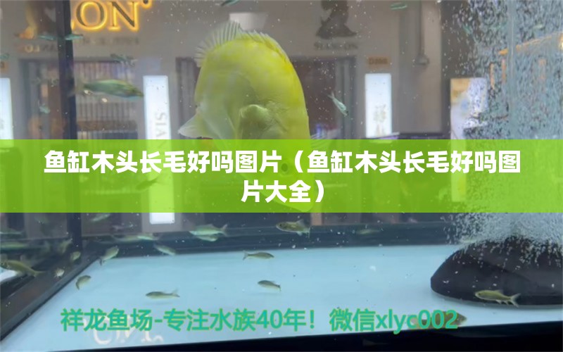 魚缸木頭長毛好嗎圖片（魚缸木頭長毛好嗎圖片大全）