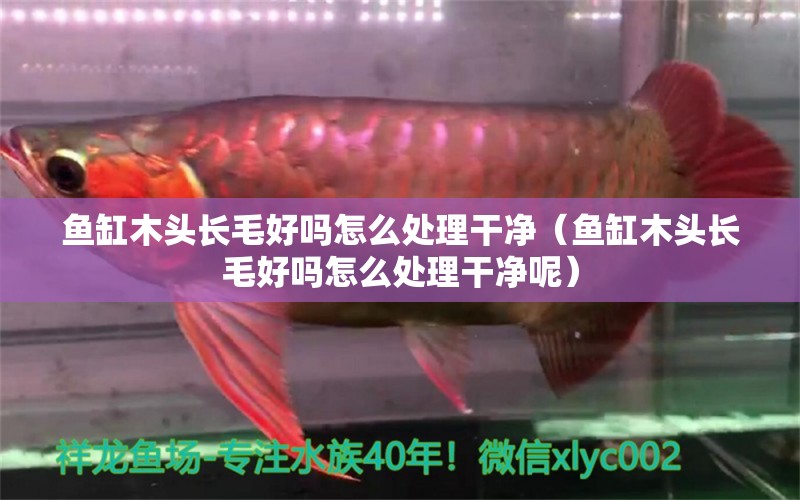 魚缸木頭長(zhǎng)毛好嗎怎么處理干凈（魚缸木頭長(zhǎng)毛好嗎怎么處理干凈呢）