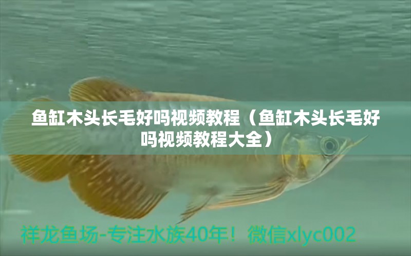 魚缸木頭長(zhǎng)毛好嗎視頻教程（魚缸木頭長(zhǎng)毛好嗎視頻教程大全）