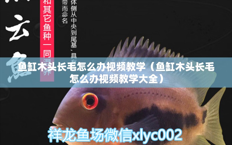 魚缸木頭長毛怎么辦視頻教學(xué)（魚缸木頭長毛怎么辦視頻教學(xué)大全）