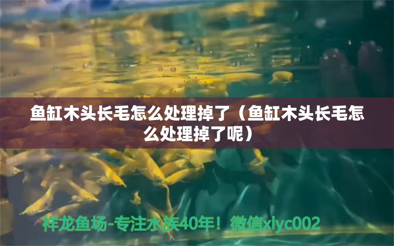 魚缸木頭長(zhǎng)毛怎么處理掉了（魚缸木頭長(zhǎng)毛怎么處理掉了呢）