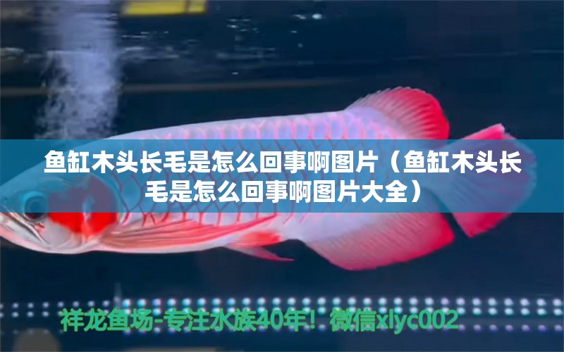 魚缸木頭長(zhǎng)毛是怎么回事啊圖片（魚缸木頭長(zhǎng)毛是怎么回事啊圖片大全）