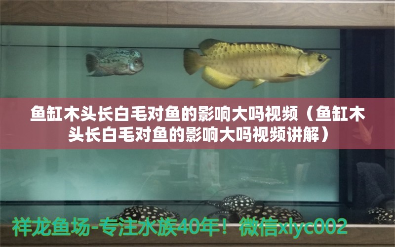 魚(yú)缸木頭長(zhǎng)白毛對(duì)魚(yú)的影響大嗎視頻（魚(yú)缸木頭長(zhǎng)白毛對(duì)魚(yú)的影響大嗎視頻講解） 其他品牌魚(yú)缸