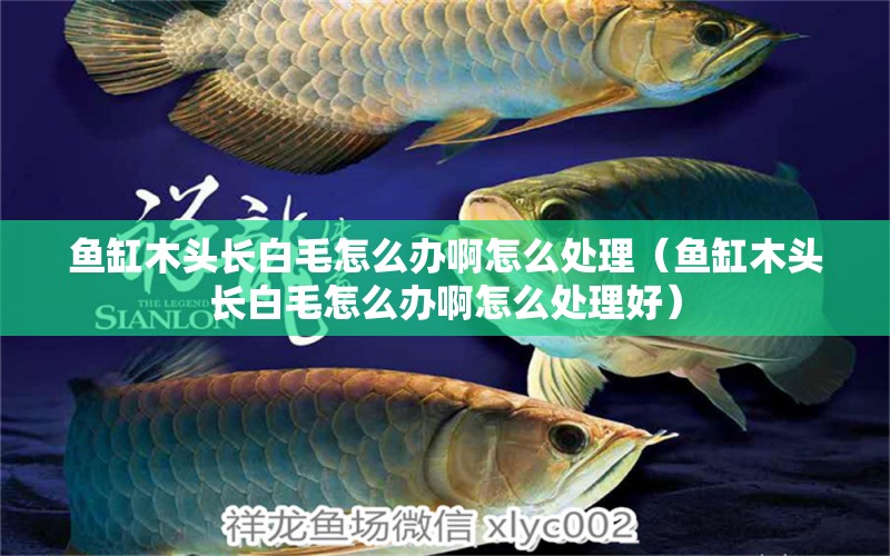 魚缸木頭長白毛怎么辦啊怎么處理（魚缸木頭長白毛怎么辦啊怎么處理好）