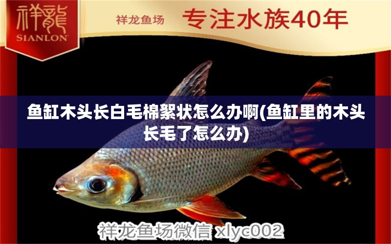 魚(yú)缸木頭長(zhǎng)白毛棉絮狀怎么辦啊(魚(yú)缸里的木頭長(zhǎng)毛了怎么辦)