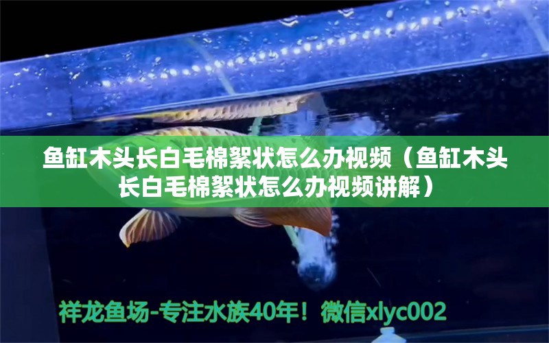 魚缸木頭長白毛棉絮狀怎么辦視頻（魚缸木頭長白毛棉絮狀怎么辦視頻講解）