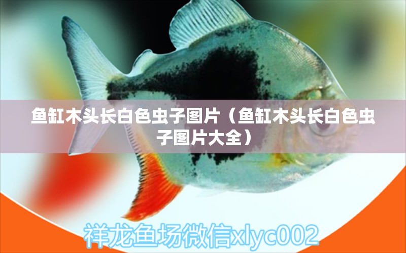 魚缸木頭長白色蟲子圖片（魚缸木頭長白色蟲子圖片大全） 其他品牌魚缸