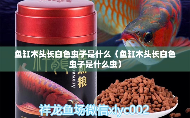 魚缸木頭長白色蟲子是什么（魚缸木頭長白色蟲子是什么蟲）