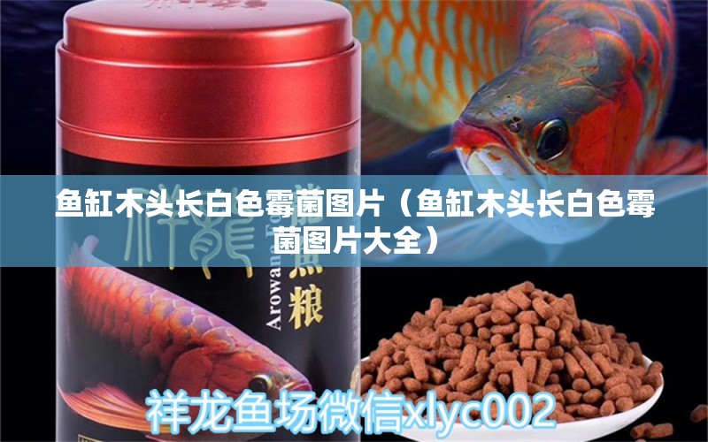 魚缸木頭長白色霉菌圖片（魚缸木頭長白色霉菌圖片大全） 其他品牌魚缸