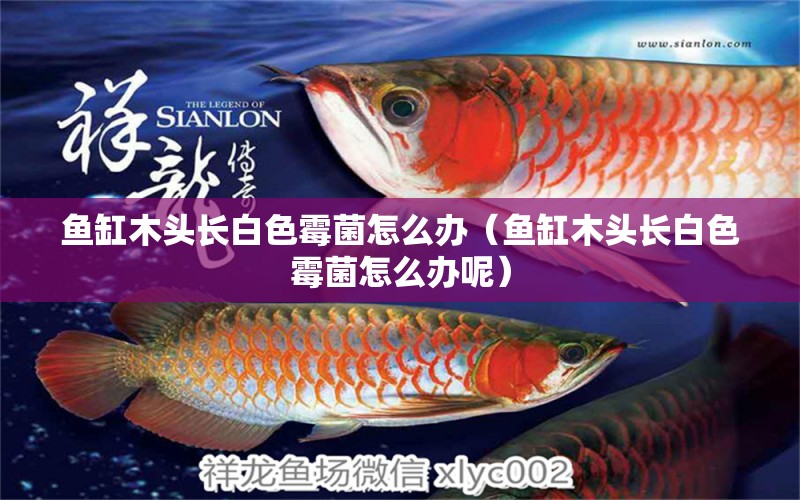 魚缸木頭長白色霉菌怎么辦（魚缸木頭長白色霉菌怎么辦呢）