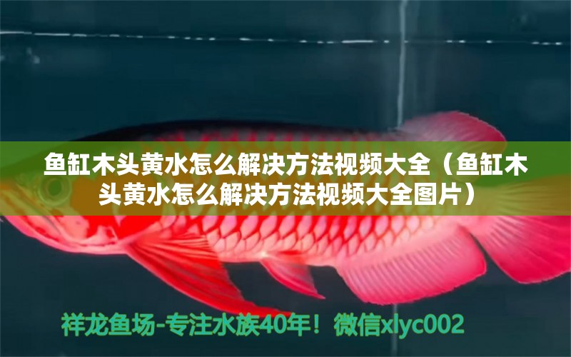 魚缸木頭黃水怎么解決方法視頻大全（魚缸木頭黃水怎么解決方法視頻大全圖片） 其他品牌魚缸