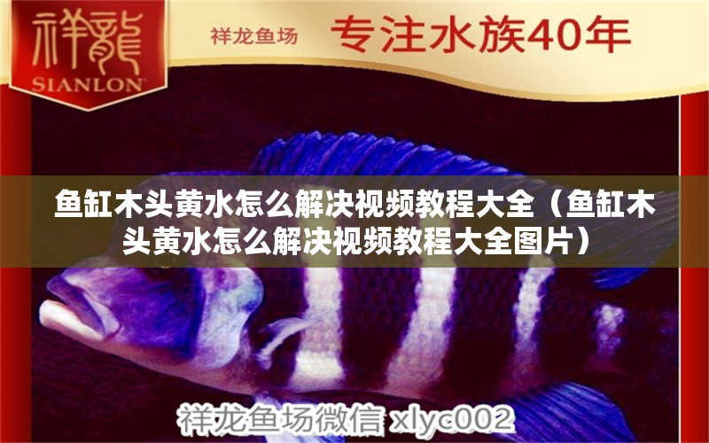 魚(yú)缸木頭黃水怎么解決視頻教程大全（魚(yú)缸木頭黃水怎么解決視頻教程大全圖片） 其他品牌魚(yú)缸