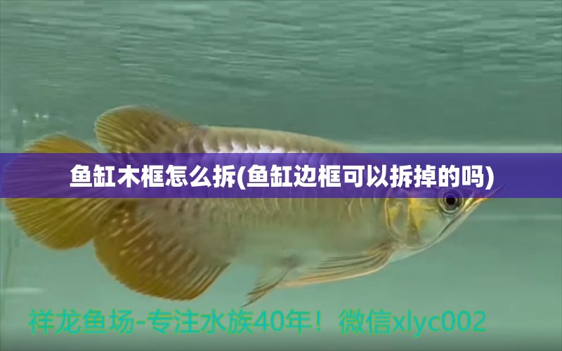 魚(yú)缸木框怎么拆(魚(yú)缸邊框可以拆掉的嗎) 埃及神仙魚(yú)