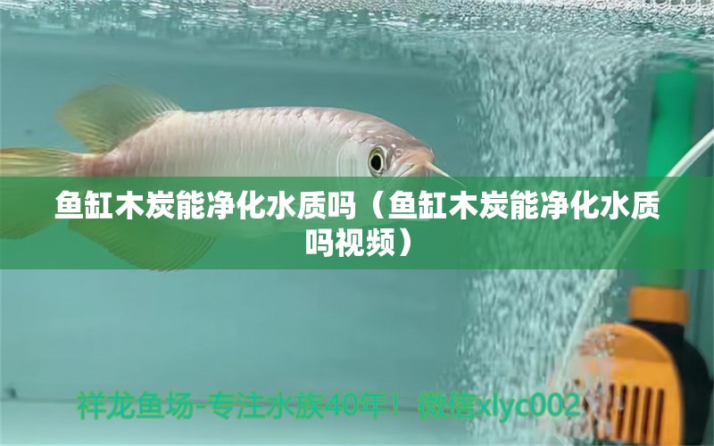 魚缸木炭能凈化水質(zhì)嗎（魚缸木炭能凈化水質(zhì)嗎視頻）