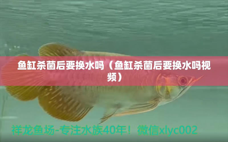 魚(yú)缸殺菌后要換水嗎（魚(yú)缸殺菌后要換水嗎視頻）