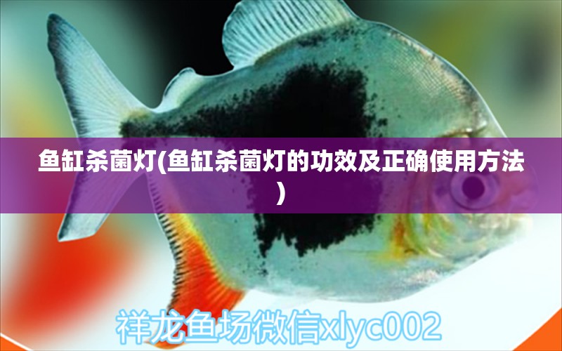 魚缸殺菌燈(魚缸殺菌燈的功效及正確使用方法) 夢幻雷龍魚