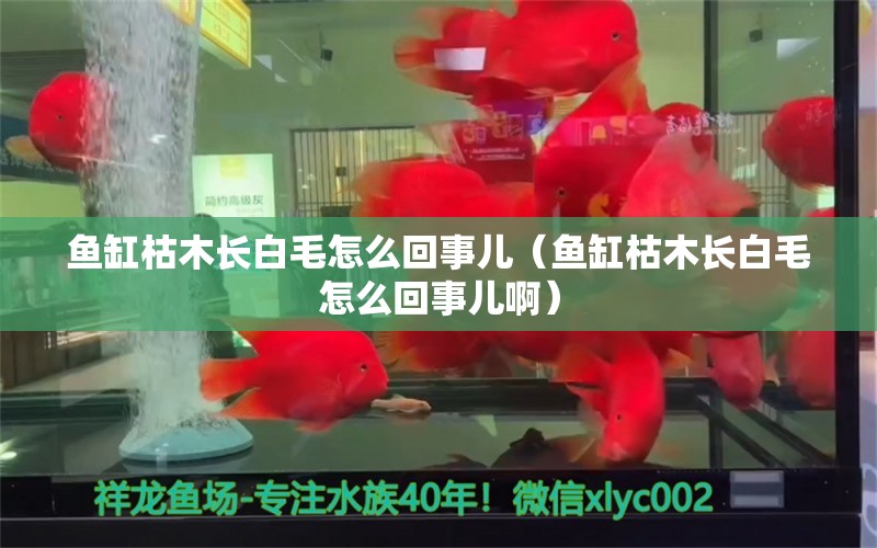 魚缸枯木長白毛怎么回事兒（魚缸枯木長白毛怎么回事兒?。? title=