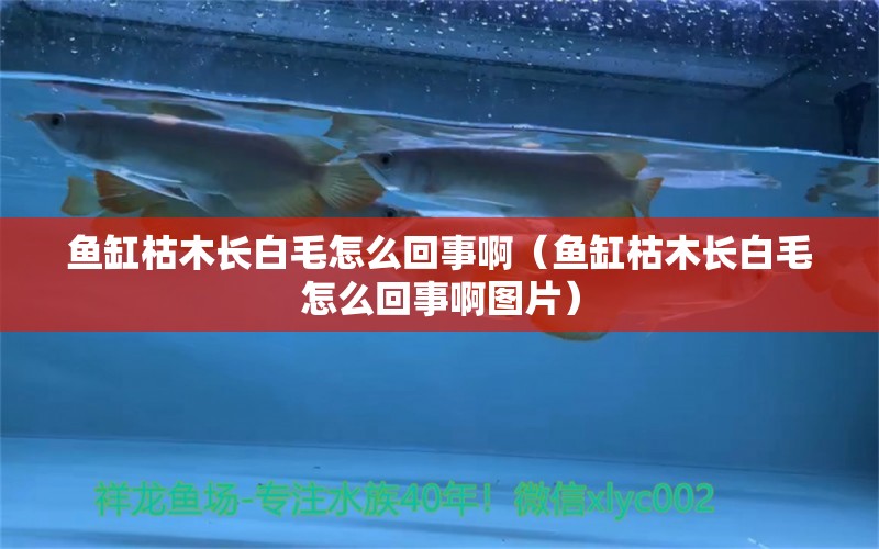 魚缸枯木長白毛怎么回事?。~缸枯木長白毛怎么回事啊圖片） 其他品牌魚缸