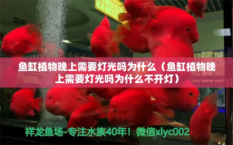 魚缸植物晚上需要燈光嗎為什么（魚缸植物晚上需要燈光嗎為什么不開燈） 朱巴利魚苗