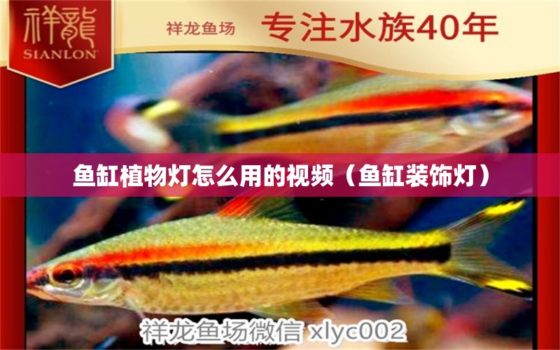 魚缸植物燈怎么用的視頻（魚缸裝飾燈）