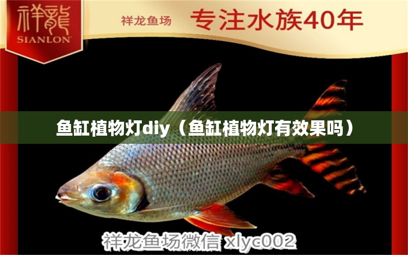 魚缸植物燈diy（魚缸植物燈有效果嗎） 觀賞魚