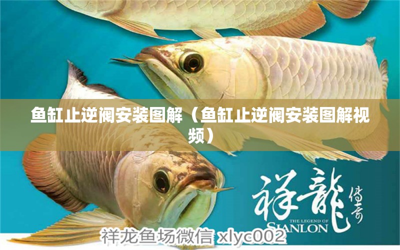 魚缸止逆閥安裝圖解（魚缸止逆閥安裝圖解視頻） 祥龍水族醫(yī)院