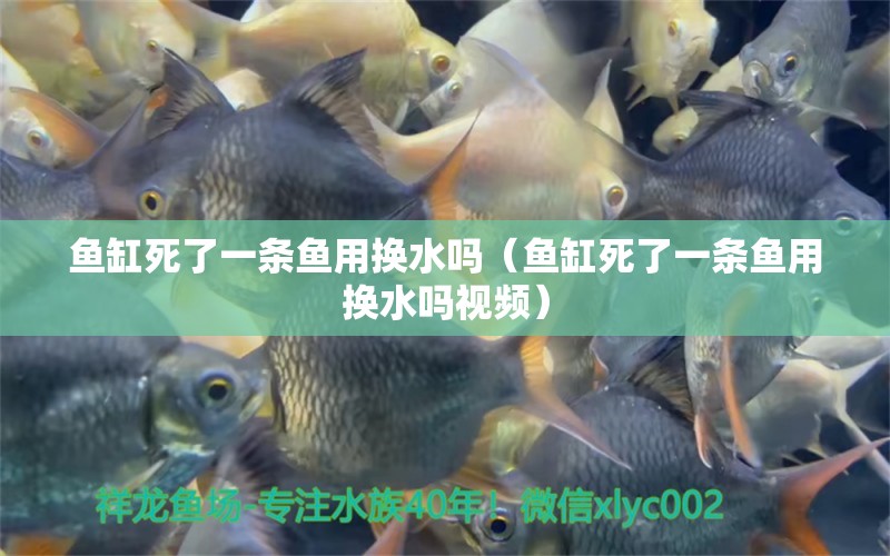 魚缸死了一條魚用換水嗎（魚缸死了一條魚用換水嗎視頻） 祥龍水族醫(yī)院