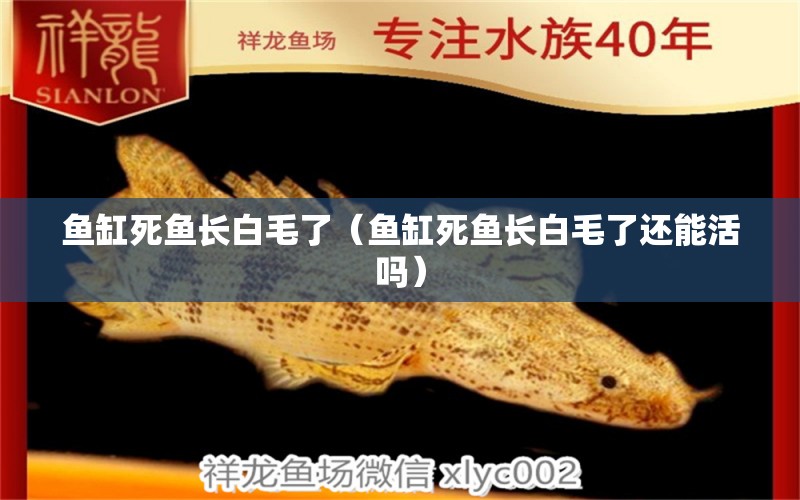 魚缸死魚長白毛了（魚缸死魚長白毛了還能活嗎） 其他品牌魚缸