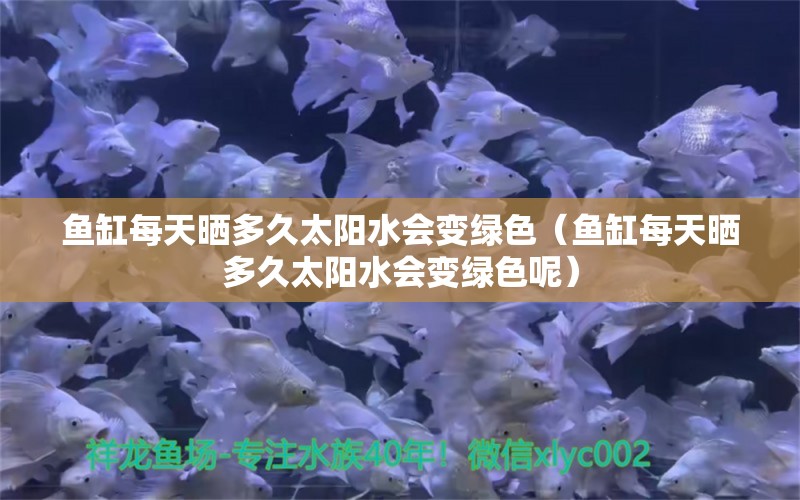 魚缸每天曬多久太陽水會變綠色（魚缸每天曬多久太陽水會變綠色呢）