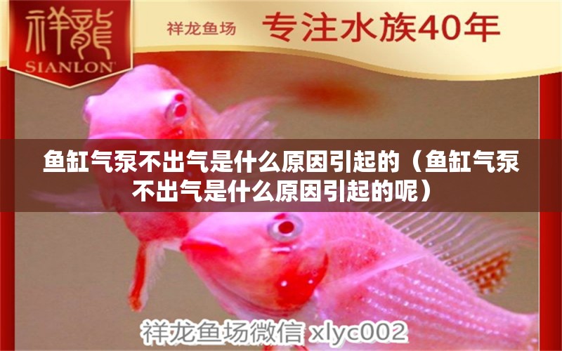 魚缸氣泵不出氣是什么原因引起的（魚缸氣泵不出氣是什么原因引起的呢）